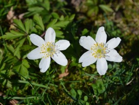 佳媛花卉与上海青浦花卉基地的美丽邂逅青浦嘉松路花卉市场