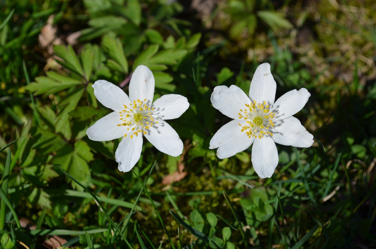 佳媛花卉与上海青浦花卉基地的美丽邂逅青浦嘉松路花卉市场  第1张